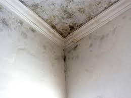 Best Commercial Mold Inspection  in Seabrook Island, SC