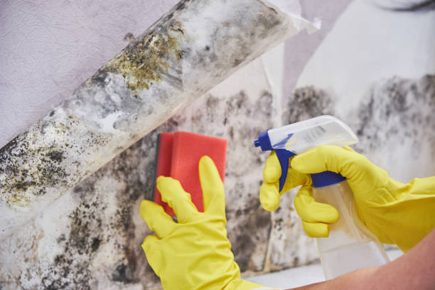 Best Mold Removal for HVAC Installations  in Seabrook Island, SC